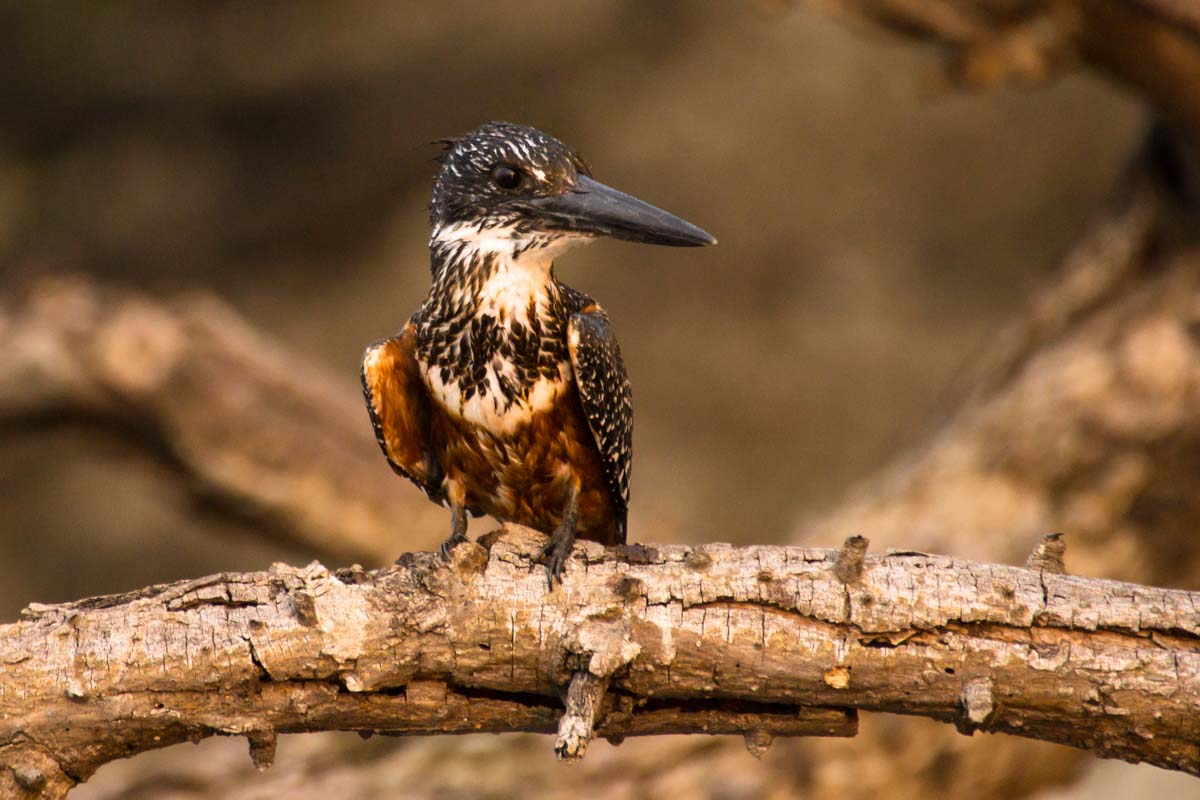 Riesen-Eisvogel (Giant Kingfisher) im Chobe NP