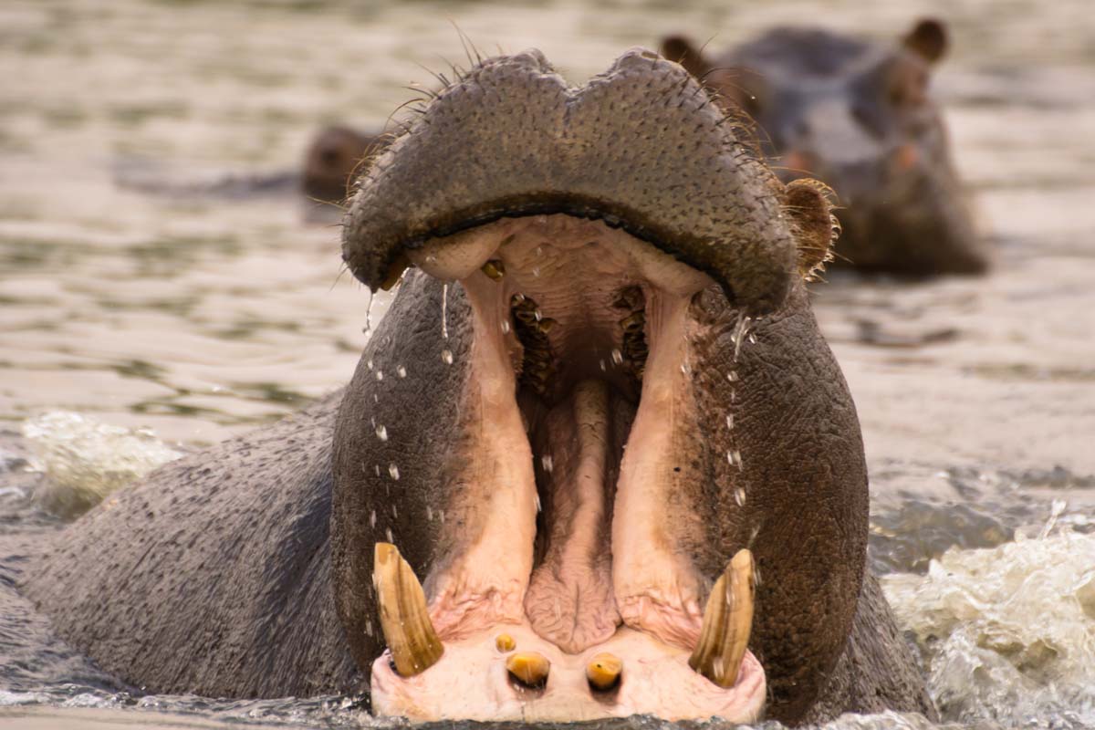 Ein Flusspferd zeigt seine Zähne im Chobe NP