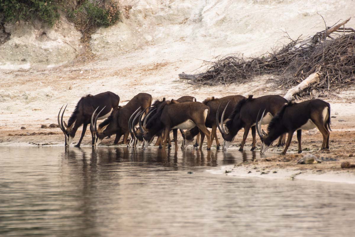 Rappenantilope (Sable Antelope) im Chobe NP