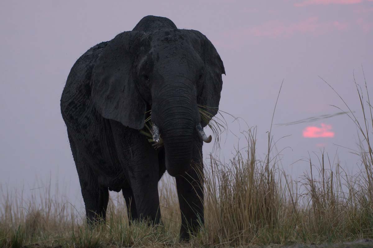 Elefant beim Sonnenuntergang in Botswana