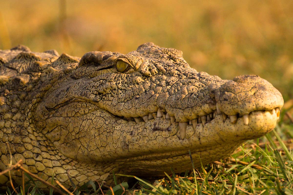 Krokodil im Chobe NP in Botswana