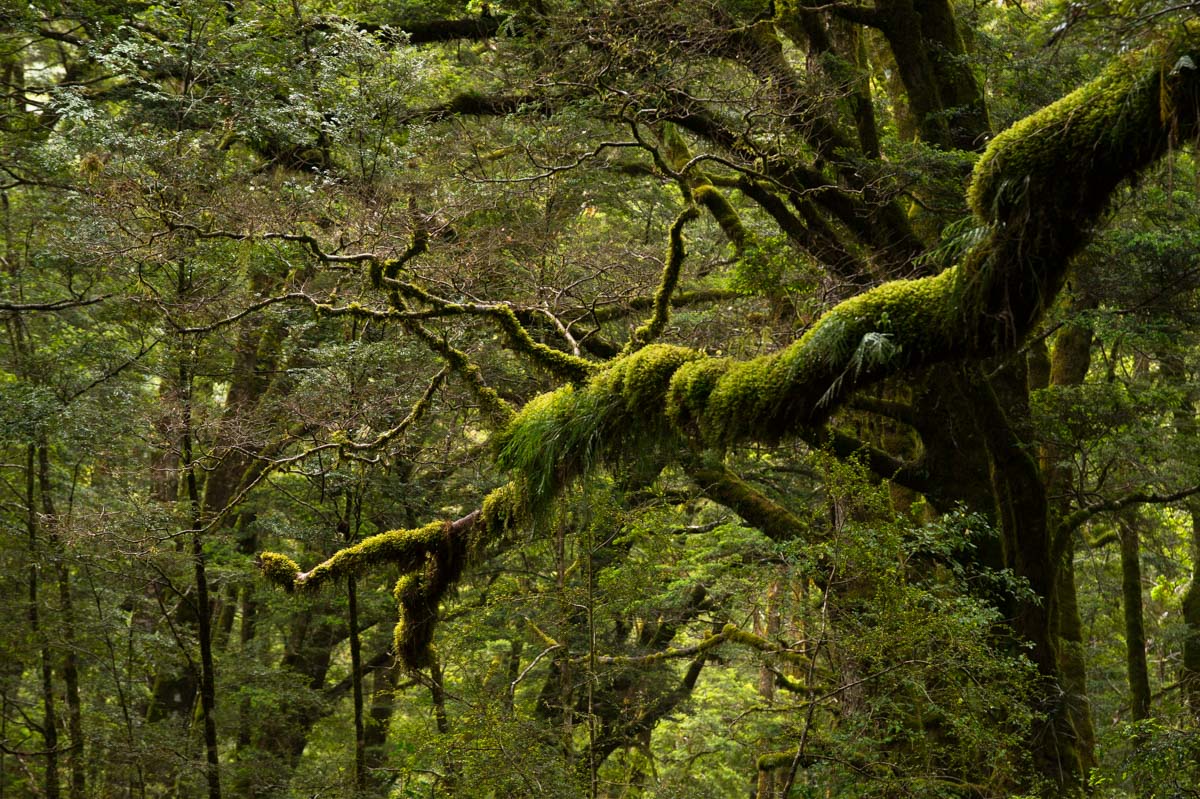 Grüner Küstenwald am Haast Pass Drive & Monro beach