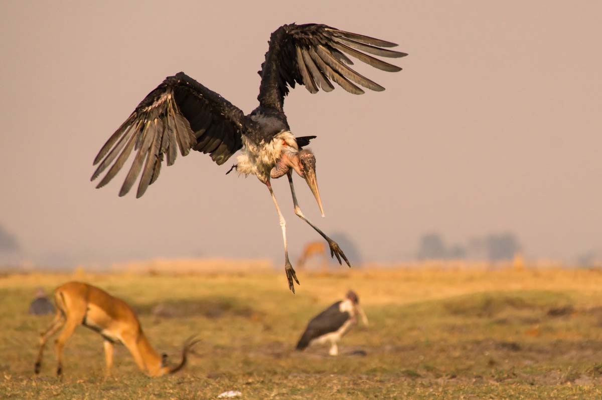 Marabu Storch im Chobe NP in Botswana