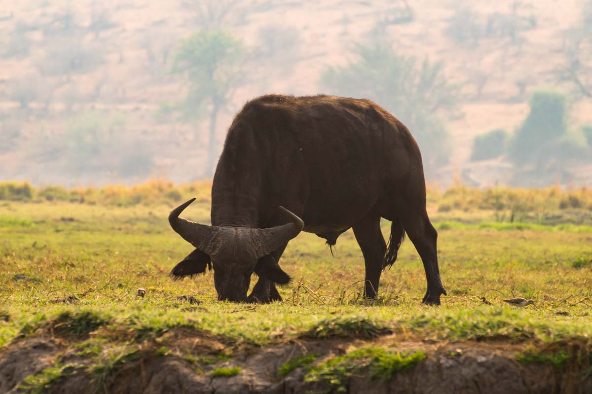 Afrikanischer Büffel im Chobe NP