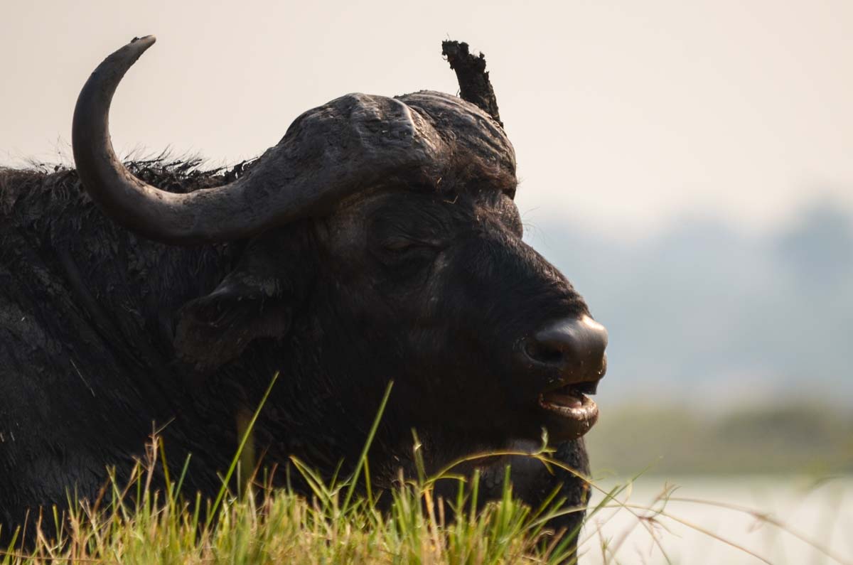 Afrikanischer Büffel (African Buffalo) im Chobe