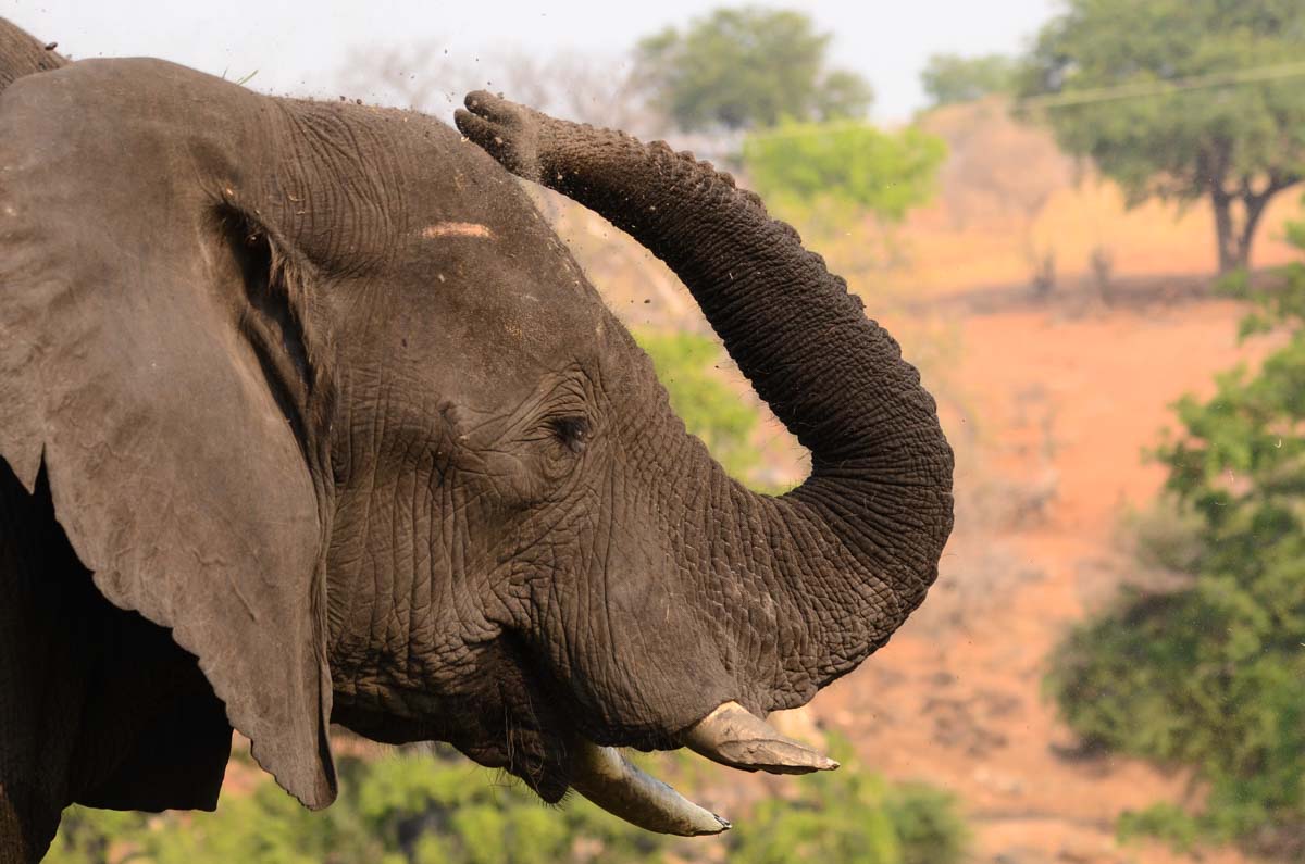 Elefant bewirft sich mit Erde im Chobe