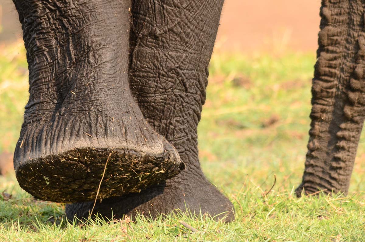 Elefantenfüße im Chobe