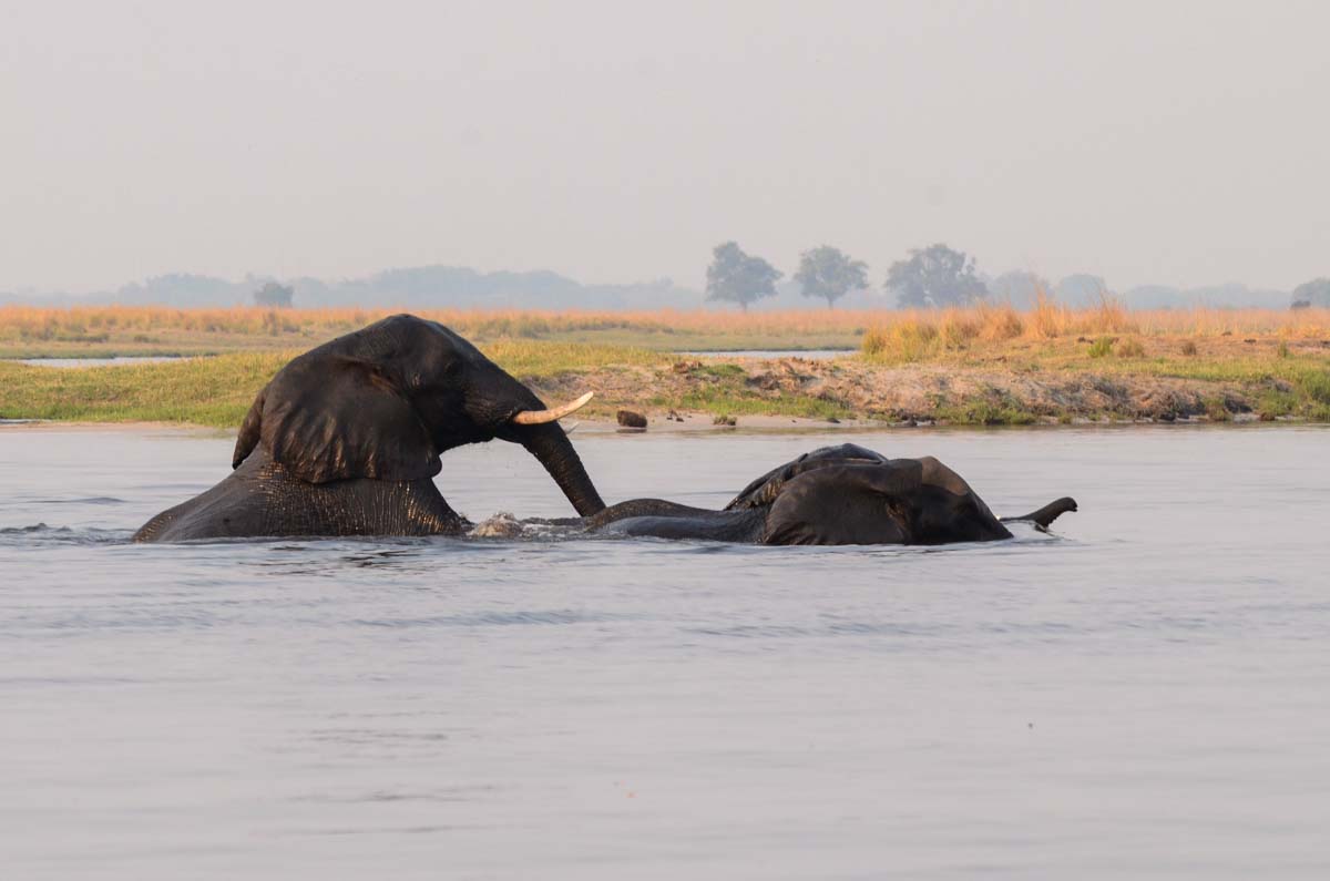 Schwimmende Elefanten im Chobe Fluss