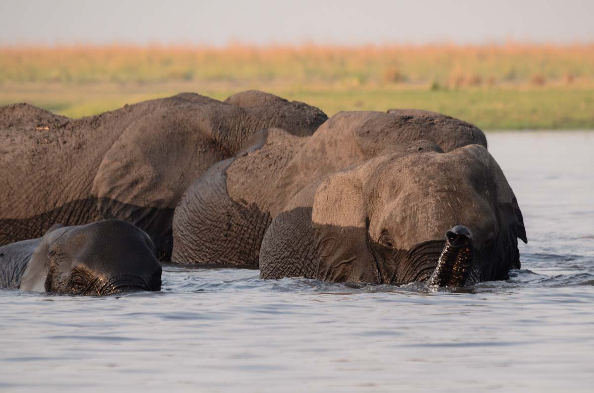Schwimmende Elefanten im Chobe Fluss