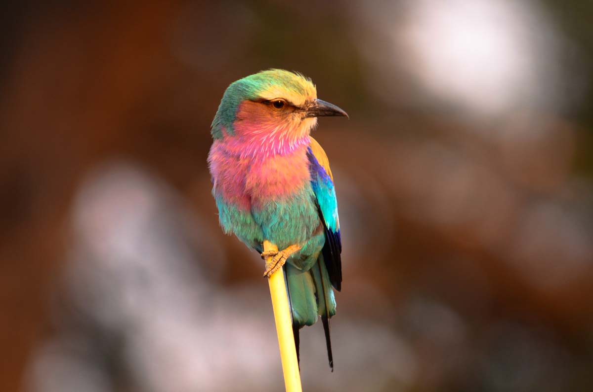 Gabelracke (Lilac-Breasted Roller)