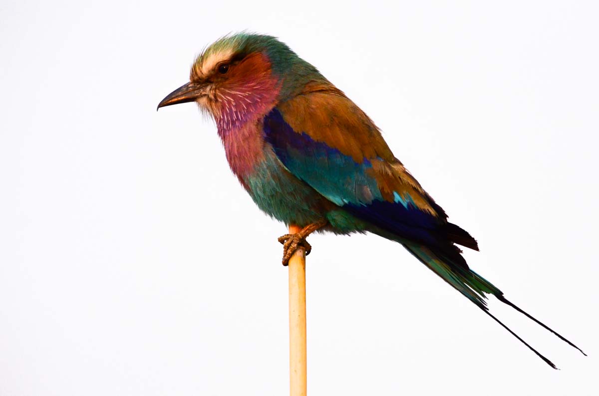 Bei einer Flusssafari am Morgen sieht man besonders viele Vögel (hier Gabelracke (Lilac-Breasted Roller))