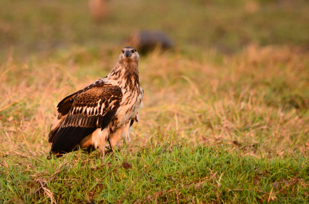 Wahlbergsadler (Wahlberg´s Eagle)