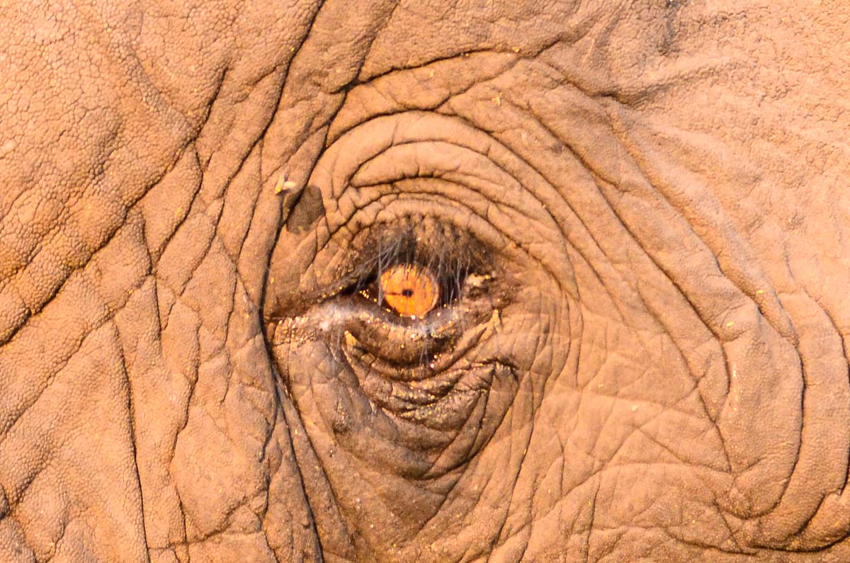Das Auge eines Elefanten