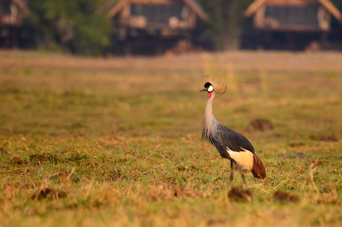 Grauhals-Kronenkranich (Grey Crowned Crane)