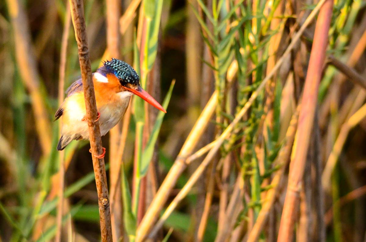 Haubenzwergfischer (Malachite Kingfisher)