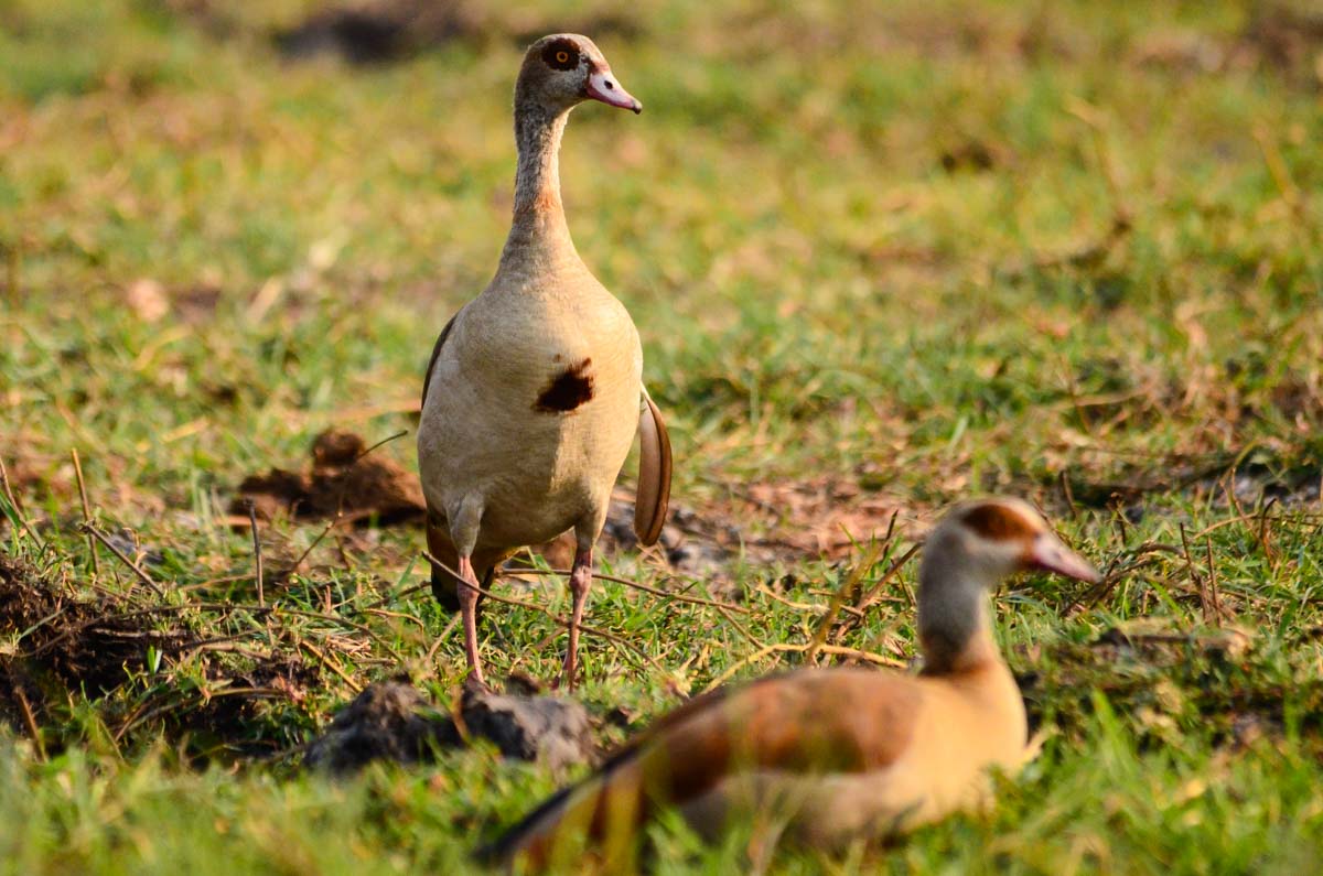 Nilgänse (Egyptian Goose)