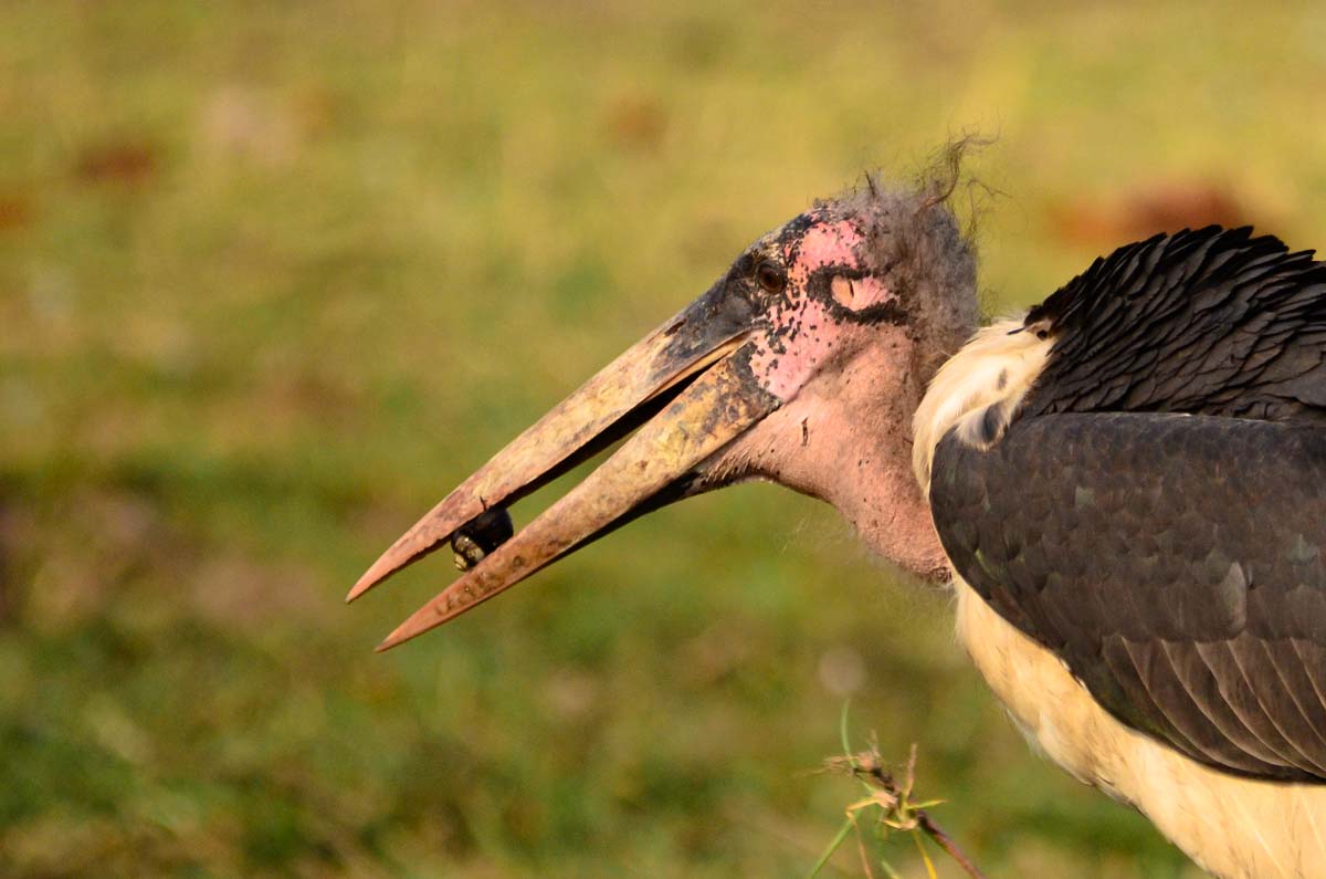 Marabu Storch im Chobe NP in Botswana