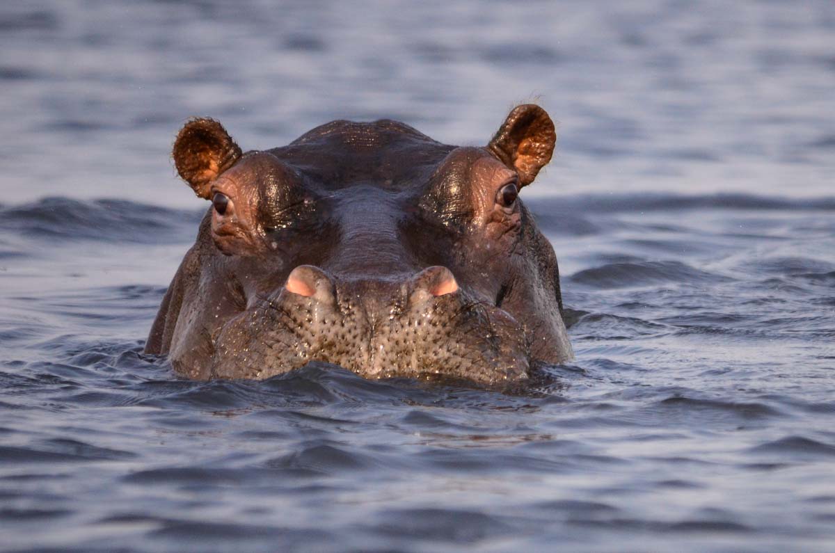 Flusspferd im Chobe