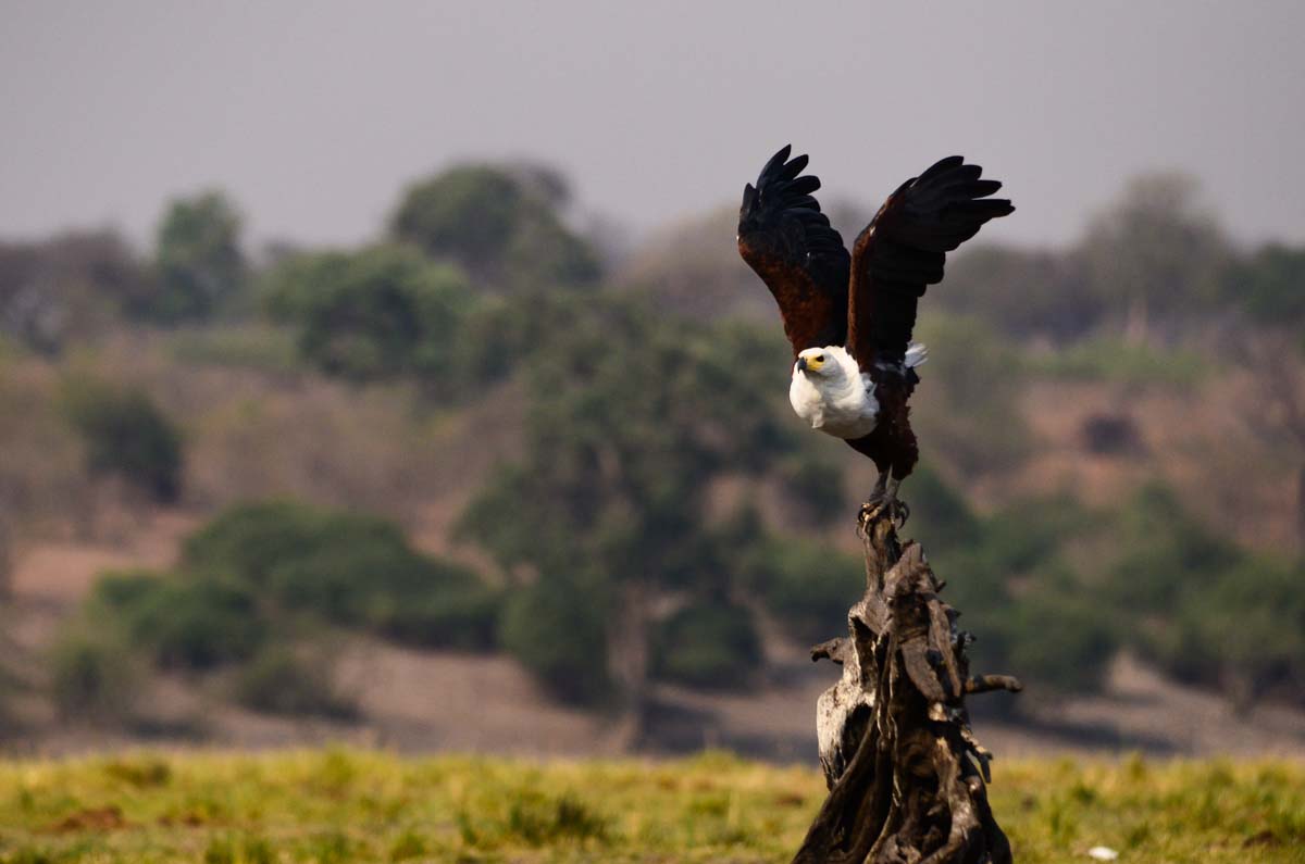 Schreiseeadler im Chobe NP