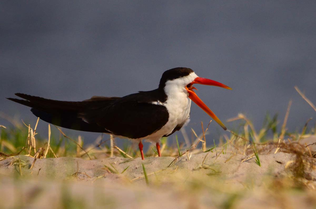 Afrikanischer Scherenschnabel (African Skimmer)