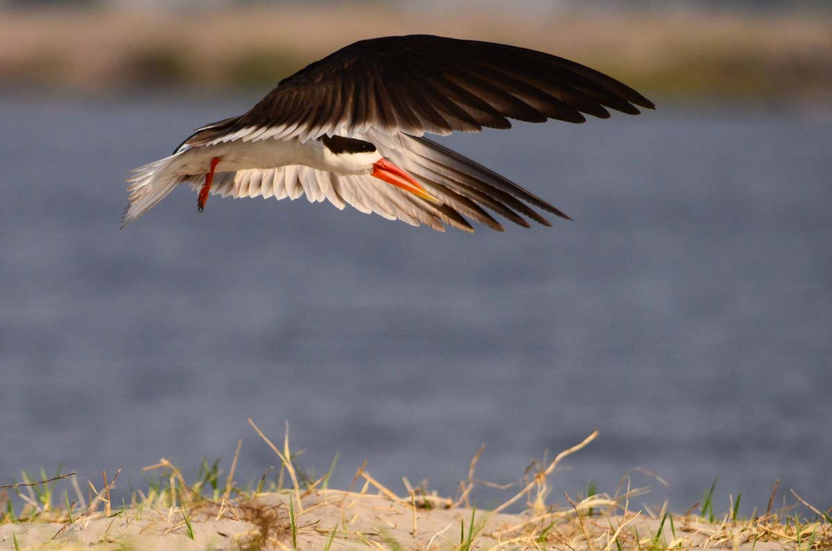 Afrikanischer Scherenschnabel (African Skimmer)