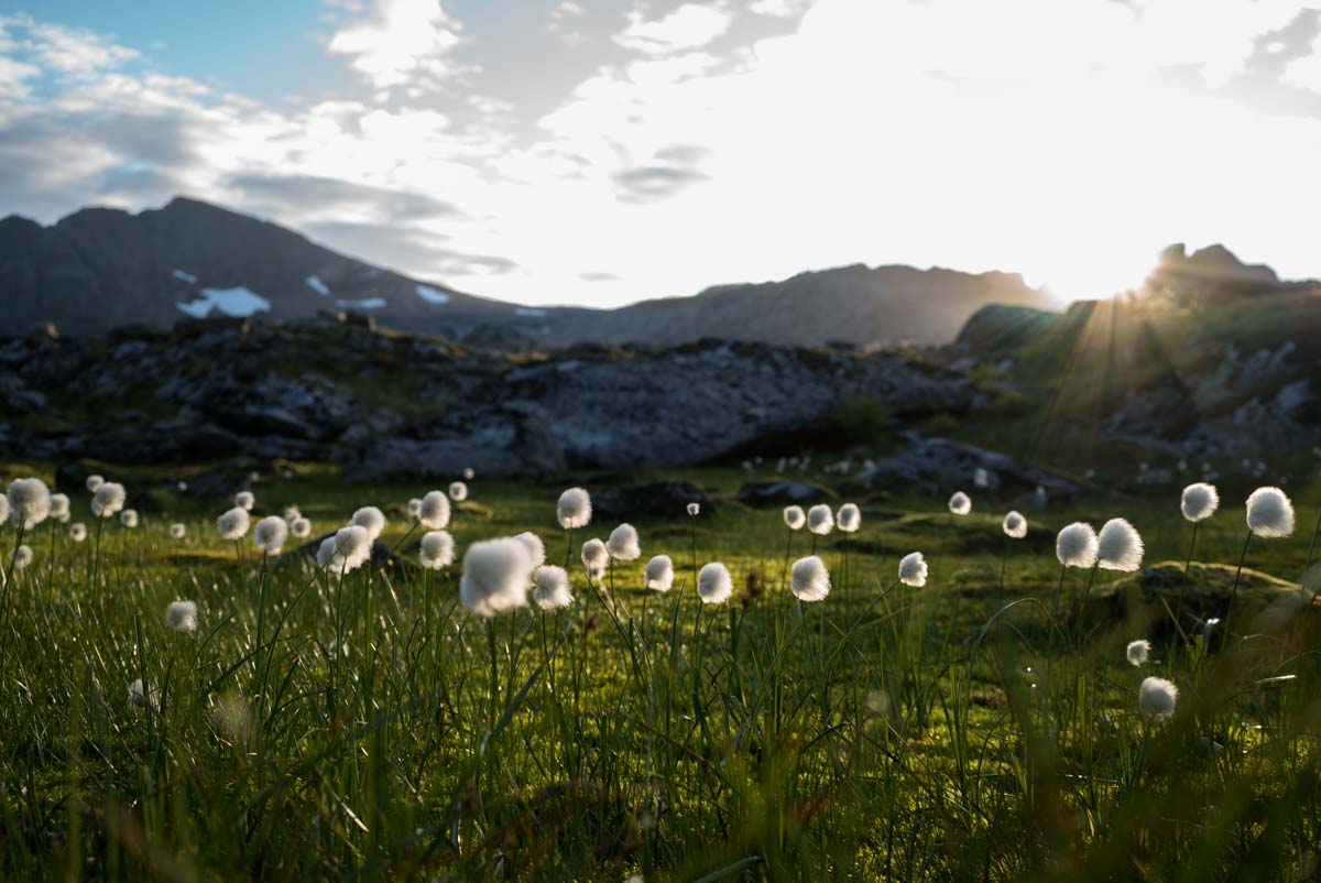 Baumwolle am Munken, Norwegen