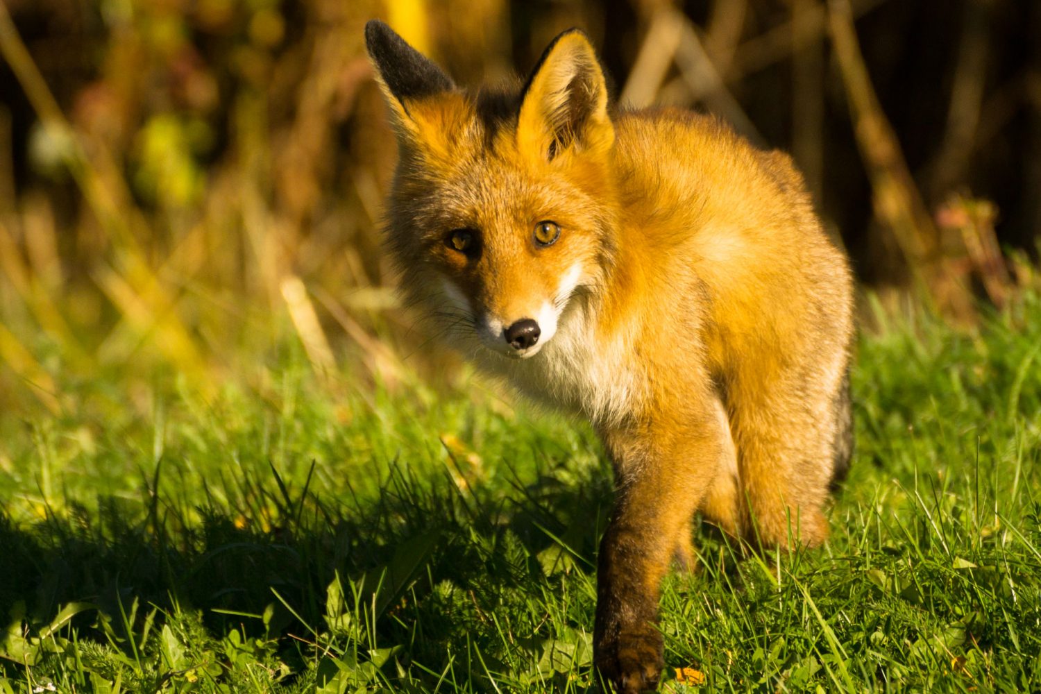 Fuchs in den Lyngen Alpen von Norwegen