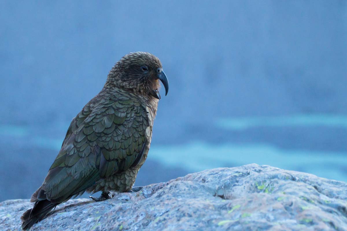 Kea auf dem Mount Sealy, Neuseeland