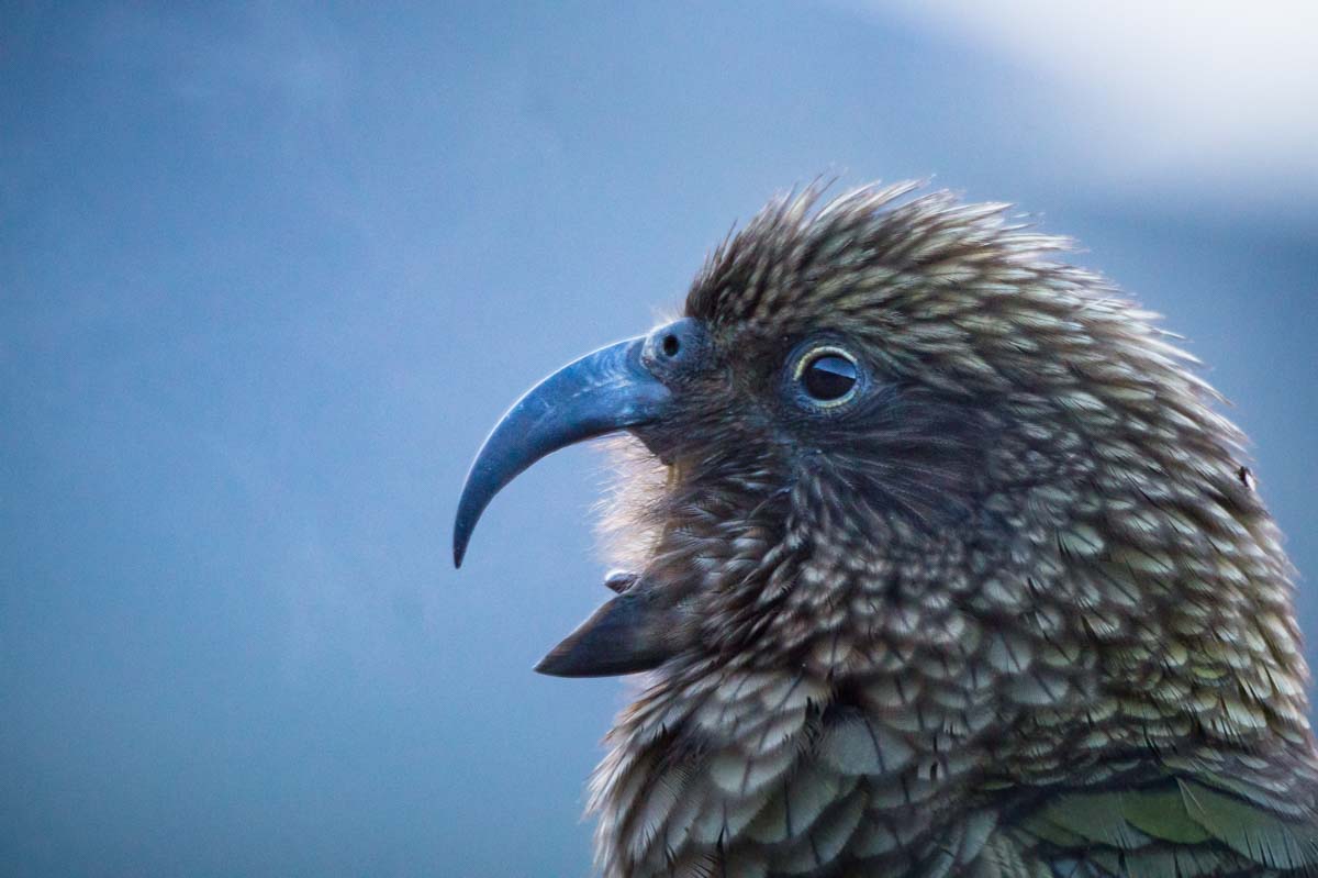 Kea auf dem Mount Sealy, Neuseeland