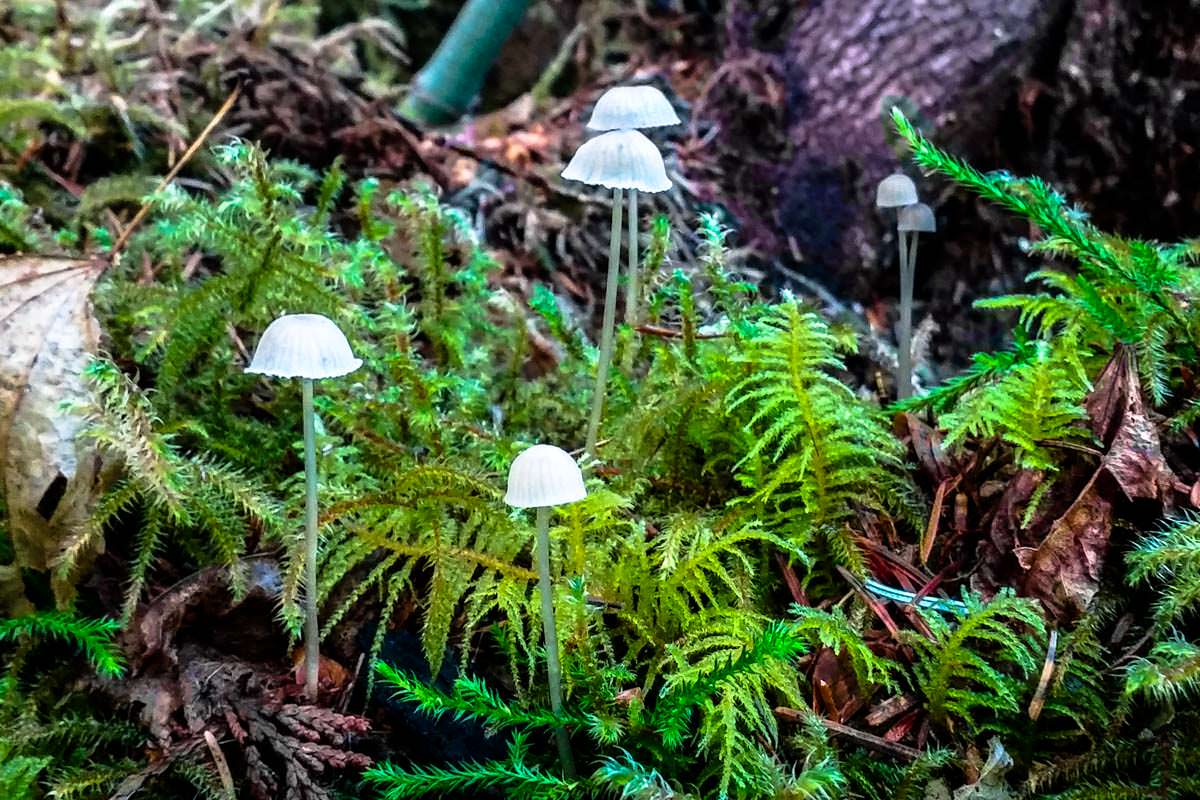 Pilze am Spruce Nature Trail im Hoh Rain Rainforest (Olympic-Nationalpark)