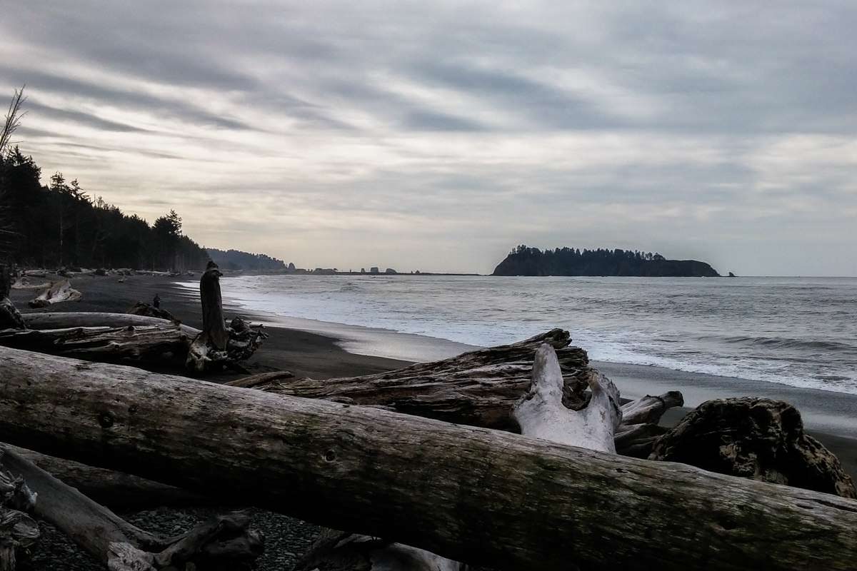 Treibholz am Rialto Beach (Olympic Nationalpark)