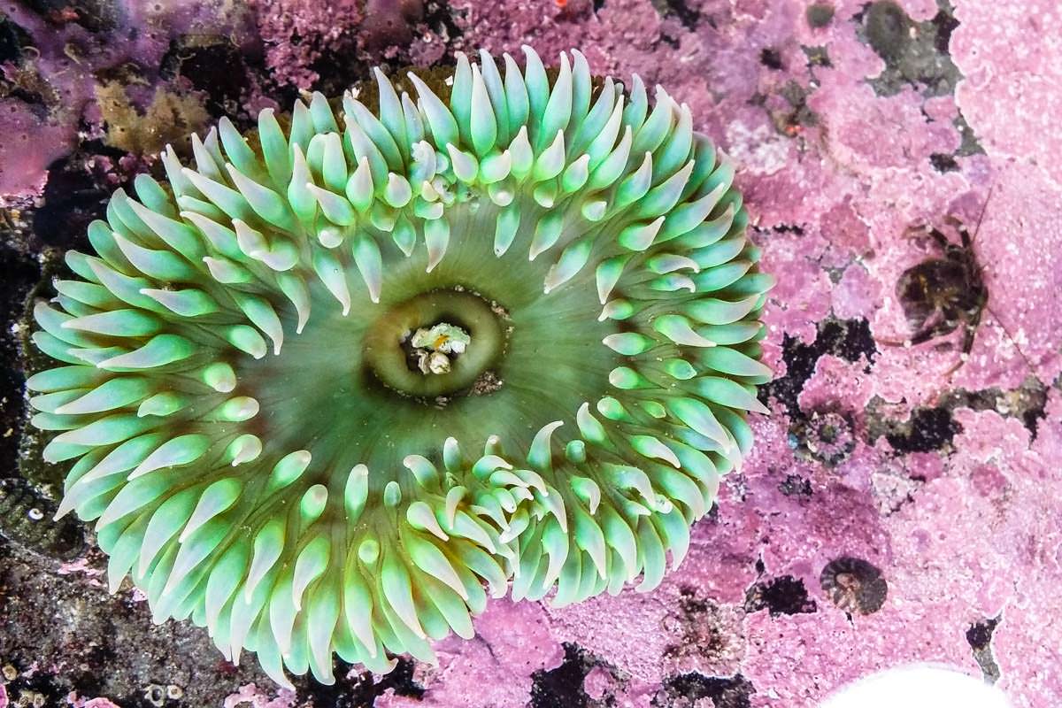 Seeanemone in einem Gezeitenpool am Rialto Beach (Olympic Nationalpark)