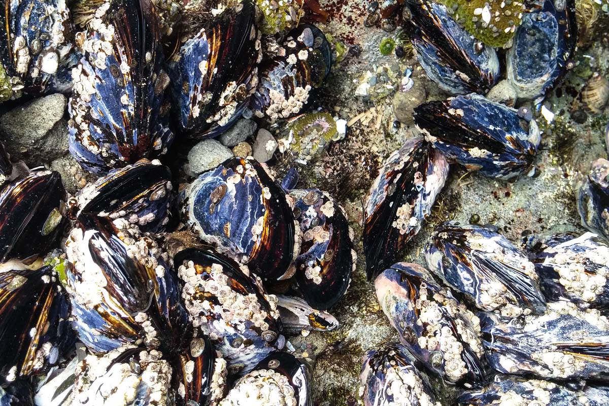 Miesmuscheln am Rialto Beach (Olympic Nationalpark)