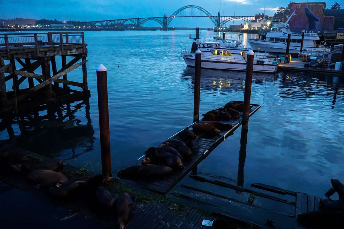 Newport Sea Lion Deck (Oregon Coast)