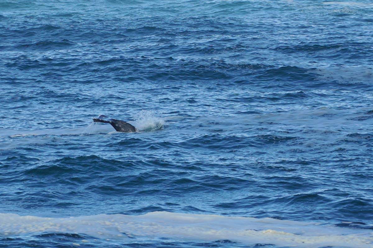 Grauwal vor Depoe Bay (Oregon Coast)