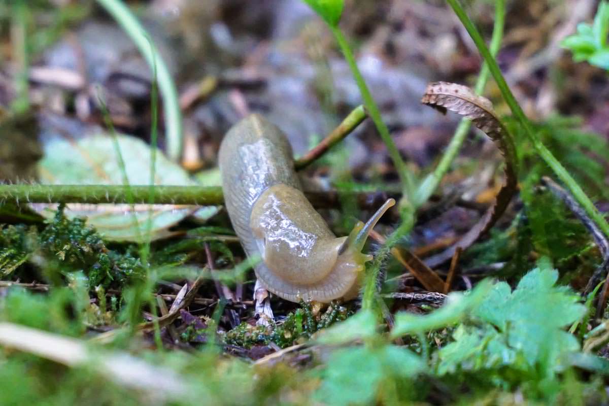 Schnecke im Hoh Rain Rainforest (Olympic-Nationalpark)