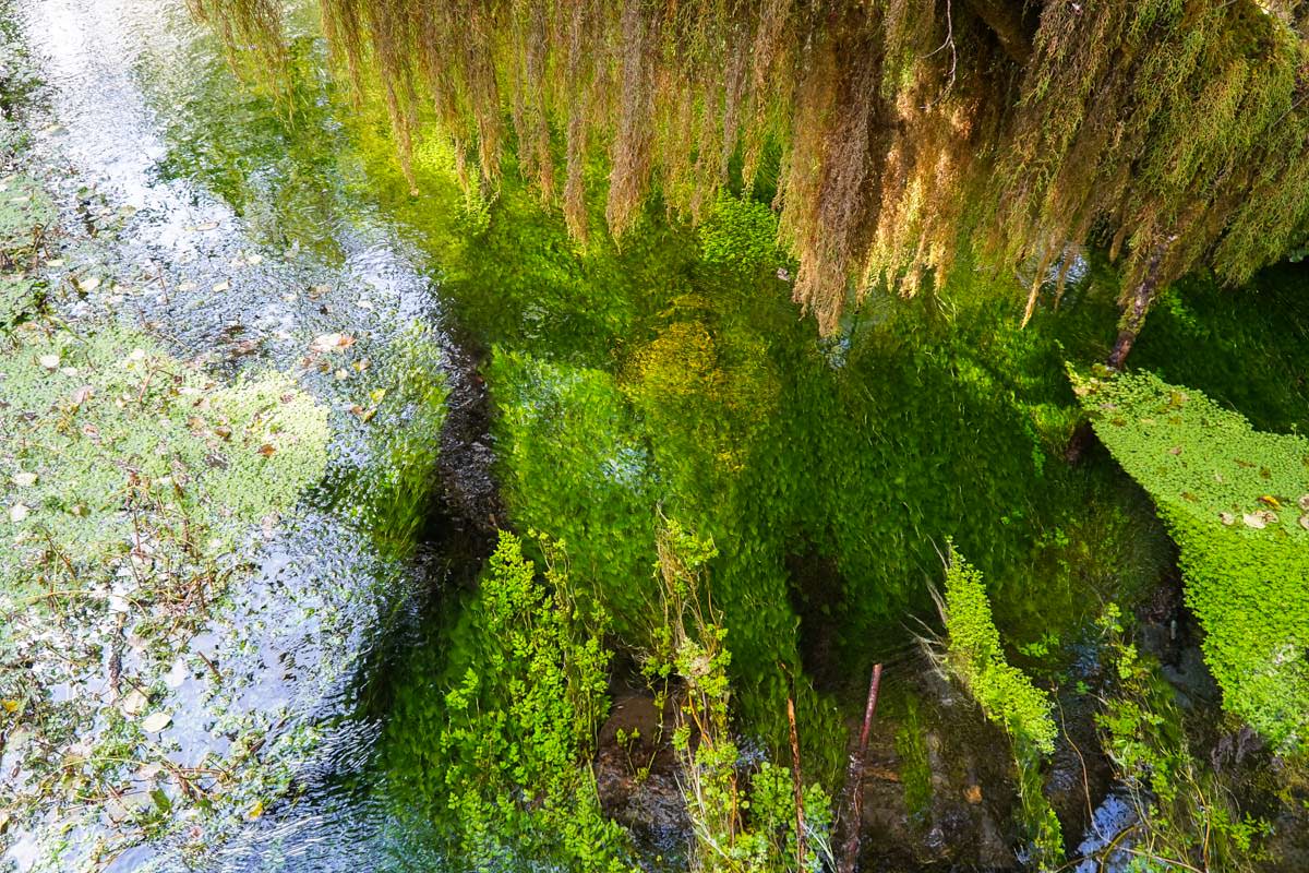 Spruce Nature Trail im Hoh Rain Rainforest (Olympic-Nationalpark)