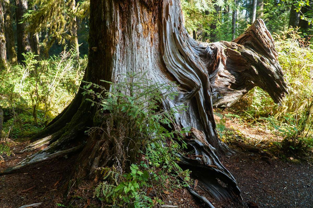 Spruce Nature Trail im Hoh Rain Rainforest (Olympic-Nationalpark)