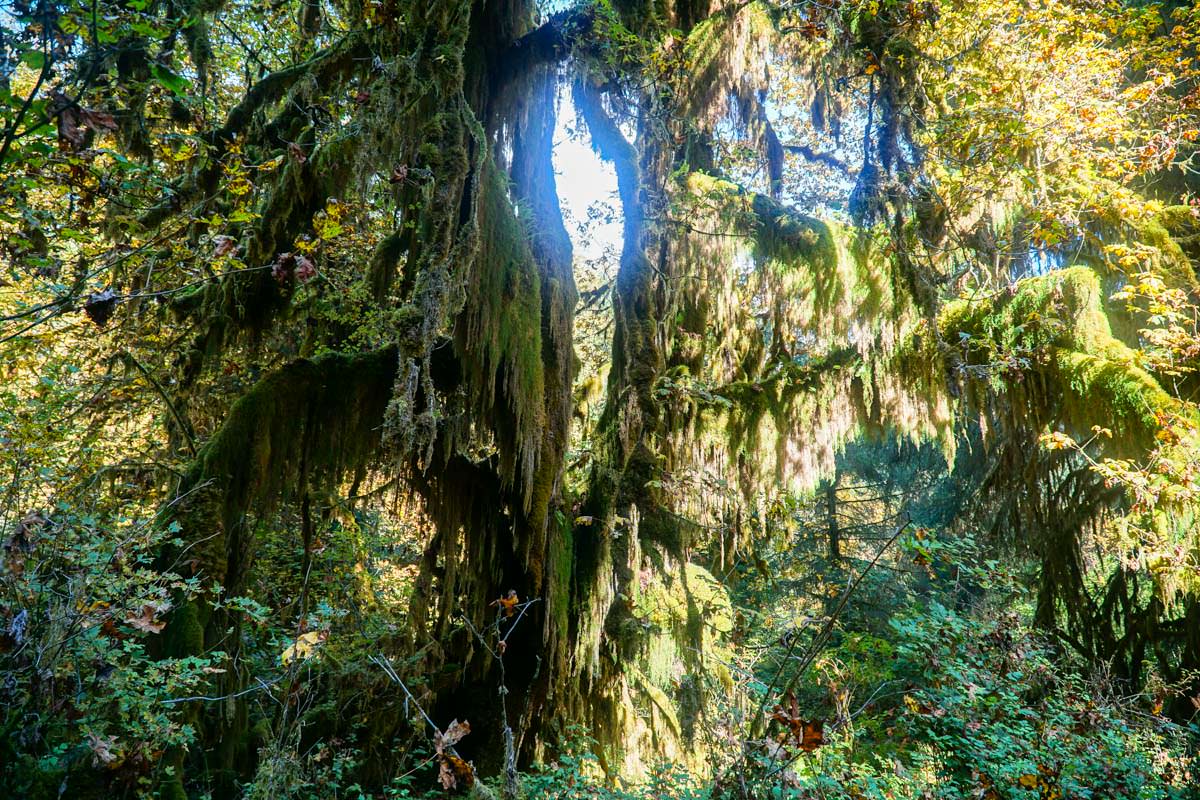 Hall-of-Mosses Walk im Olympic Nationalpark