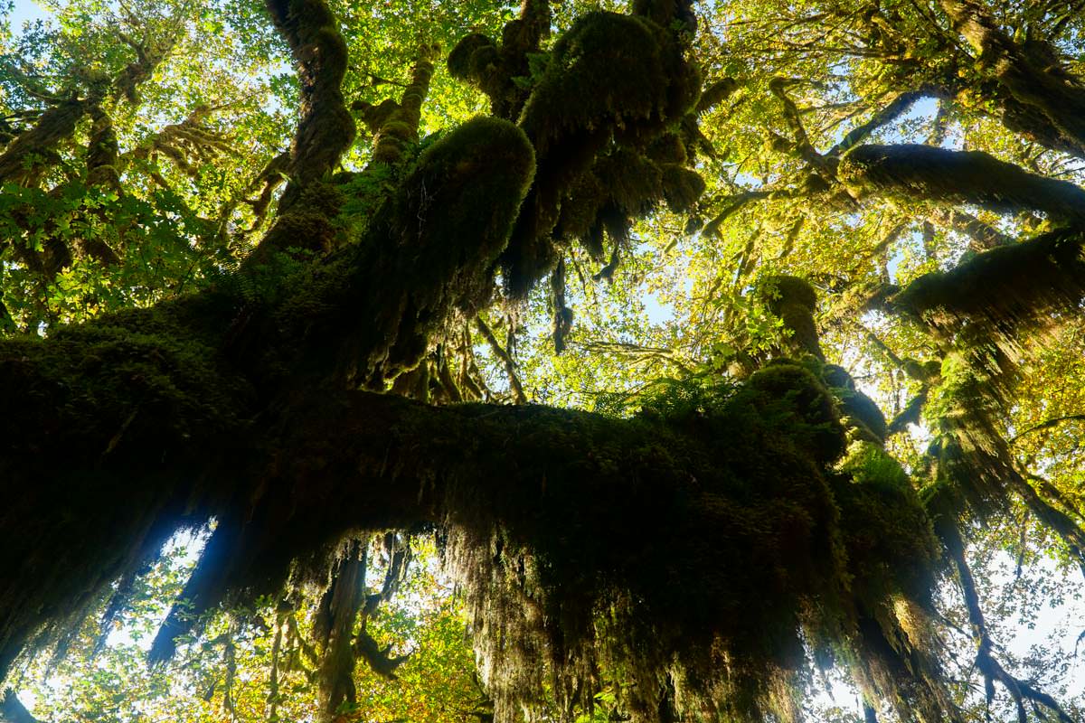 Hall-of-Mosses Walk im Olympic Nationalpark