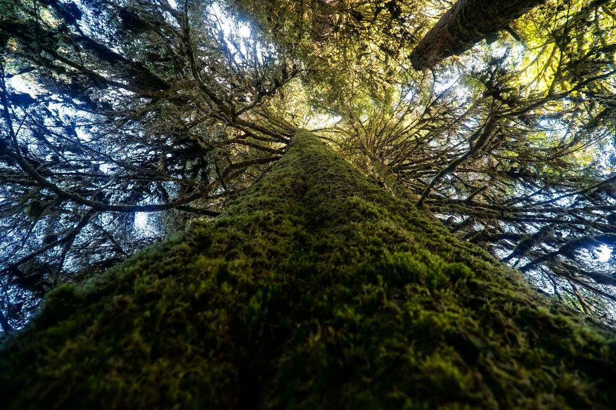Riesenbaum am Spruce Nature Trail im Hoh Rain Rainforest (Olympic-Nationalpark)