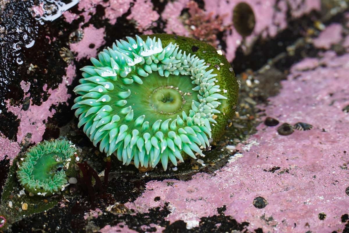 Seeanemonen in einem Gezeitenpool am Rialto Beach (Olympic Nationalpark)