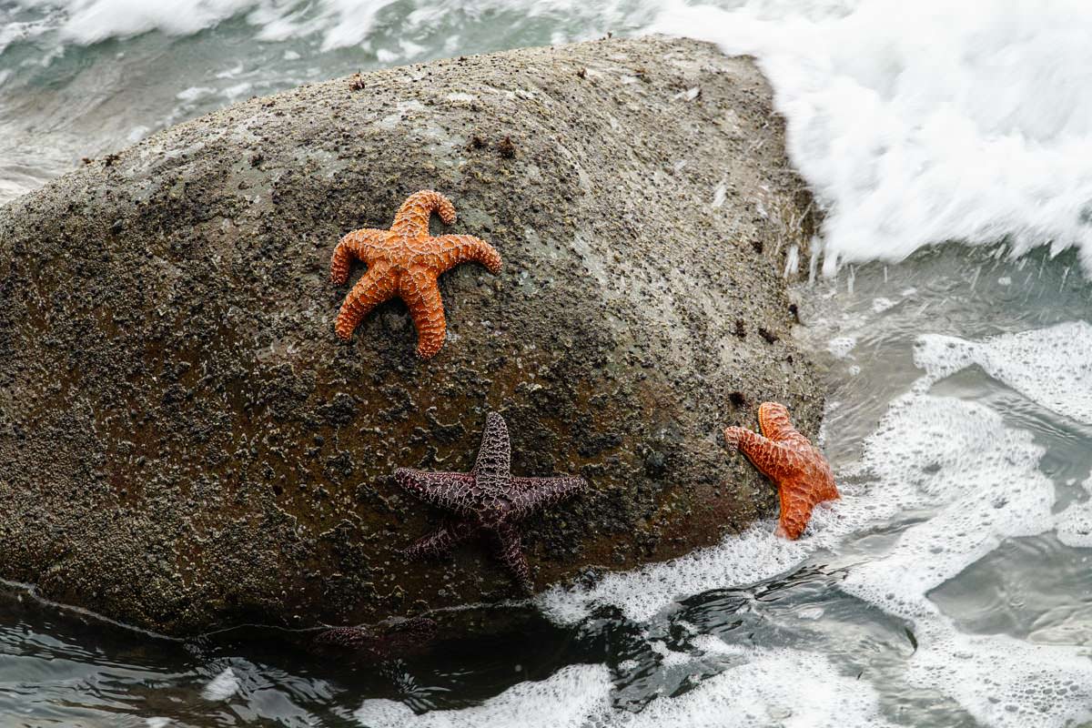 Seesterne am Rialto Beach (Olympic Nationalpark)