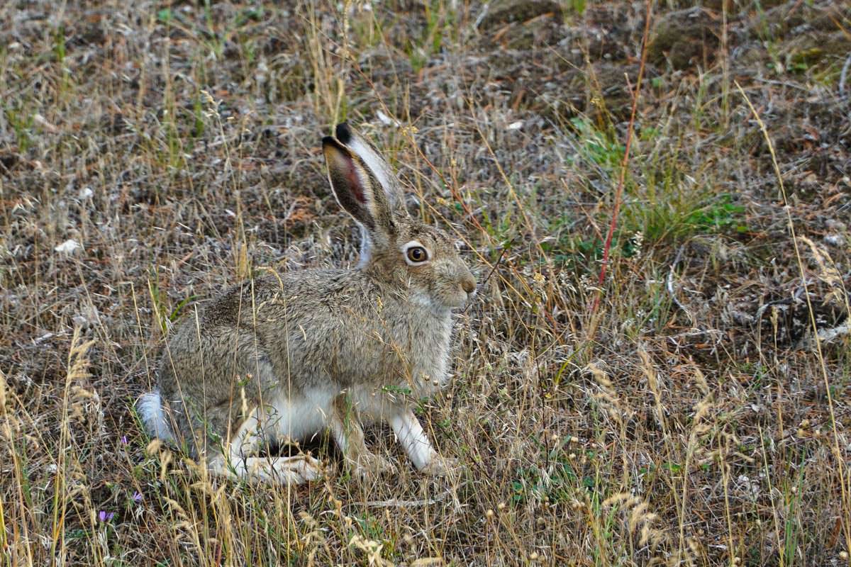 Hase (Yellowstone)