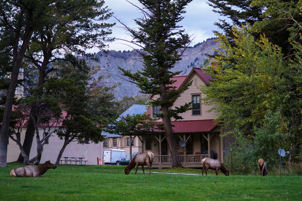 Wapiti Herde in Mammoth Hot Springs (Yellowstone)