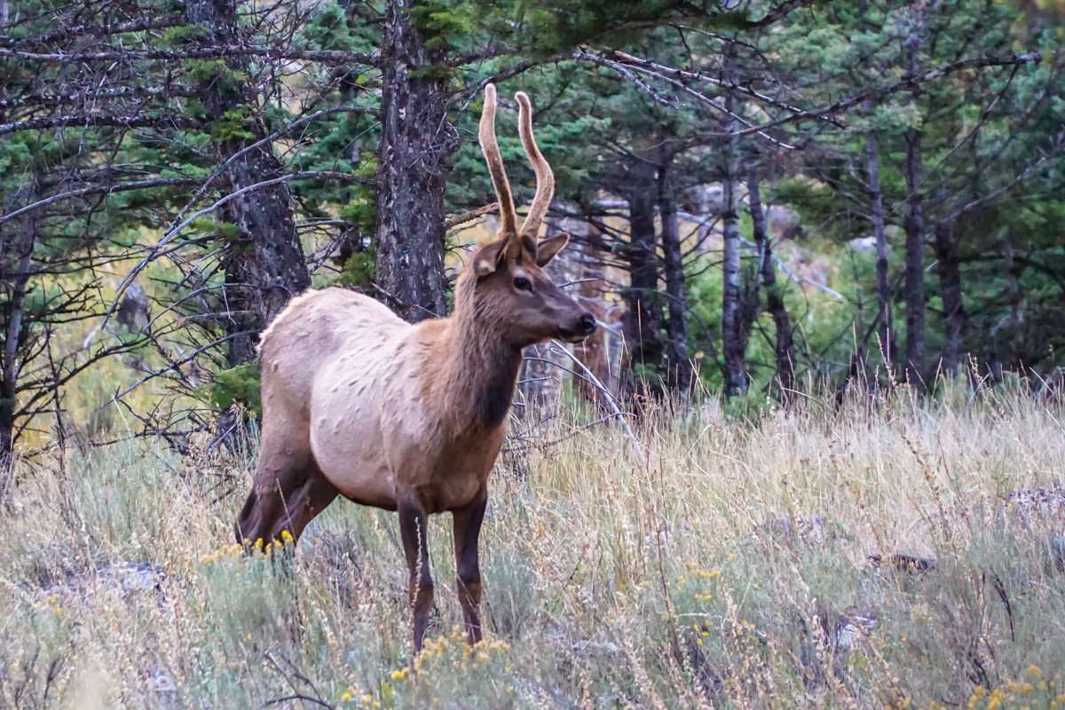 Wapiti Hirsch in Mammoth Hot Springs (Yellowstone)