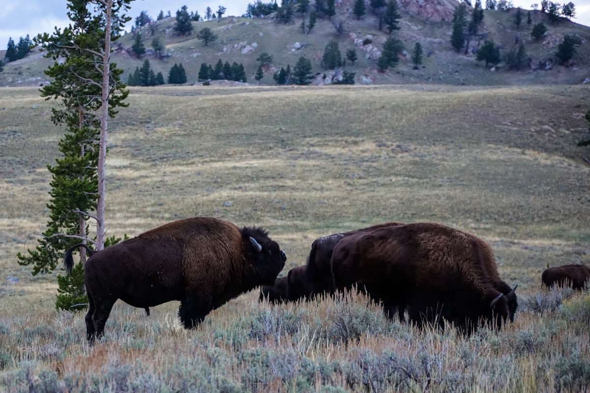 Bisons im Yellowstone Nationalpark