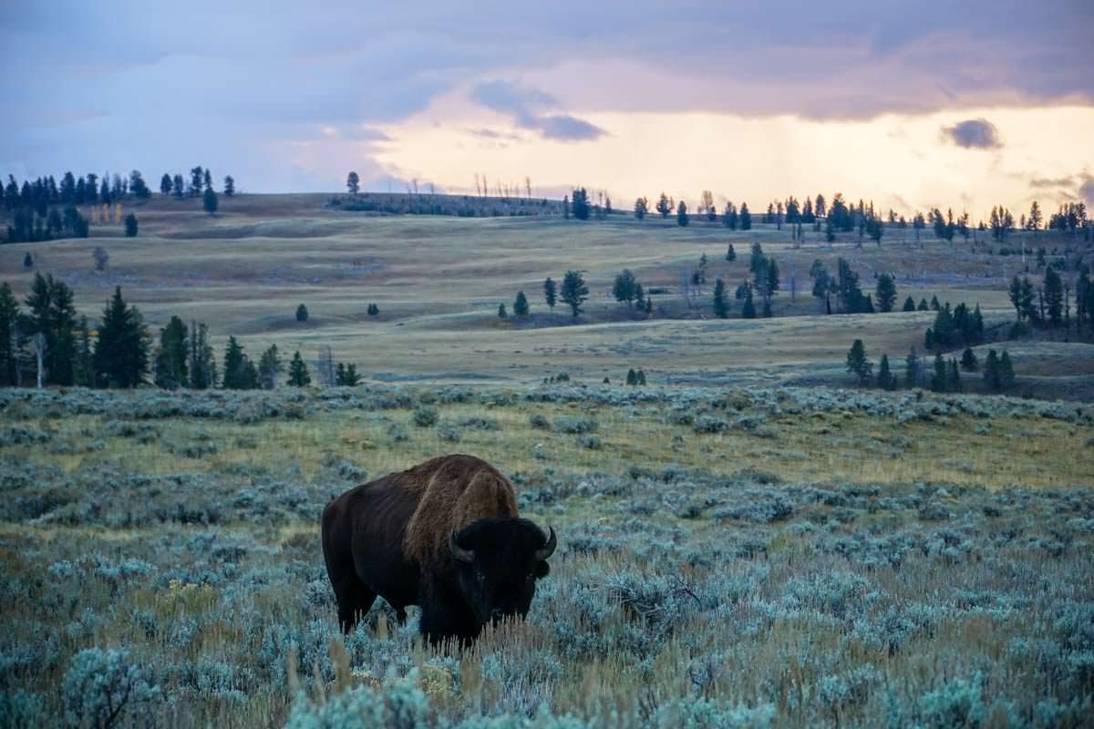 Bison im Yellowstone Nationalpark