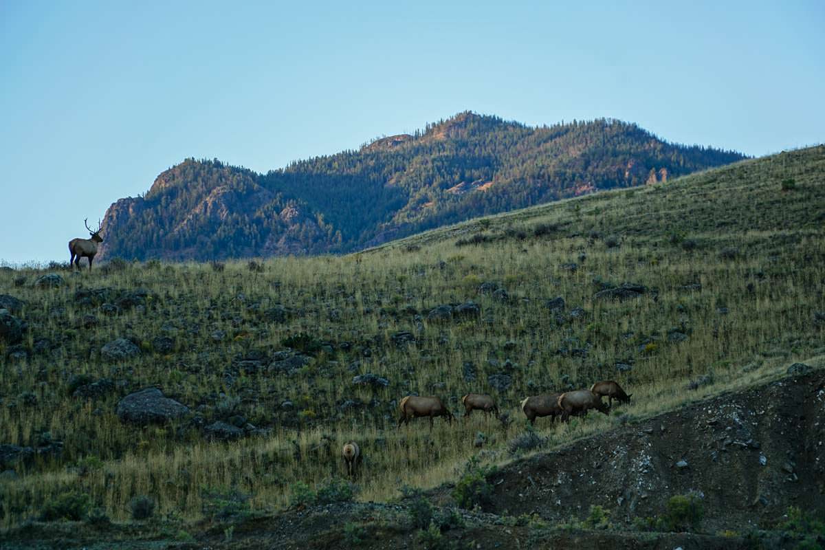 Wapiti Herde in Gardiner (USA)