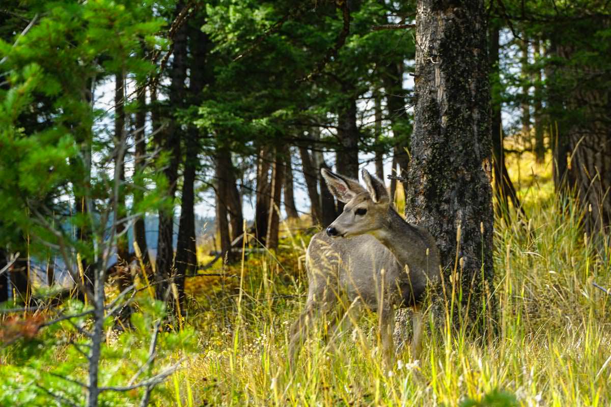 Reh im Yellowstone NP